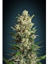 ADVANCED SEEDS - Ice Kush - 1