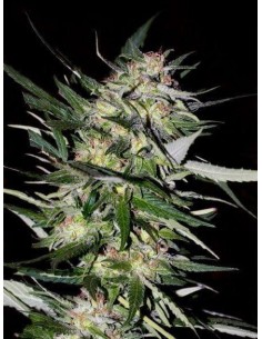 ADVANCED SEEDS - Jack Plant - 1