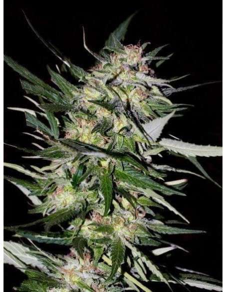 ADVANCED SEEDS - Jack Plant - 1