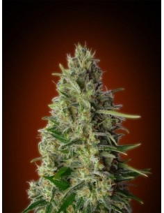 ADVANCED SEEDS - Kali 47 - 1