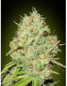 ADVANCED SEEDS - Shark Widow - 1