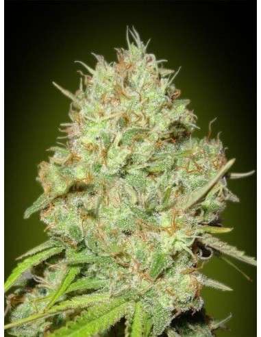 ADVANCED SEEDS - Shark Widow - 1