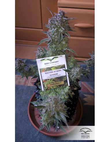 DUTCH PASSION - Auto Blueberry - 9
