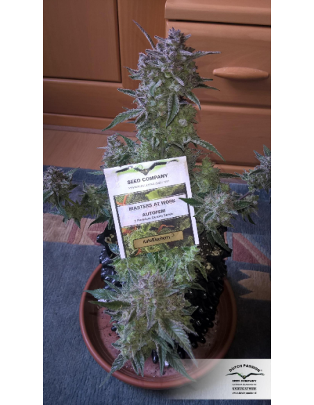 DUTCH PASSION - Auto Blueberry - 9