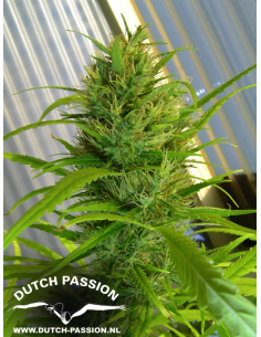 DUTCH PASSION - Passion 1 - 4 2