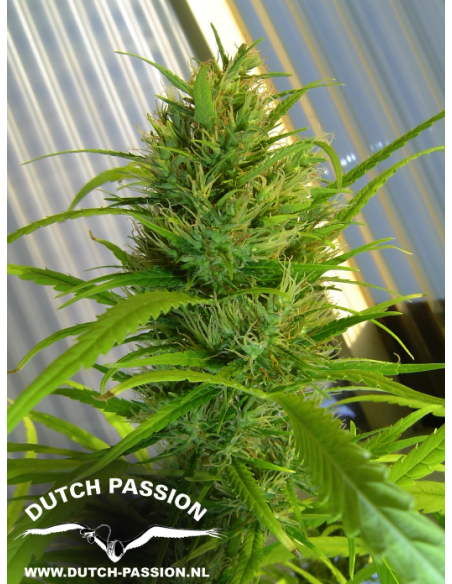 DUTCH PASSION - Passion 1 - 1