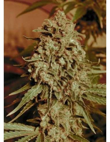 ADVANCED SEEDS - Somango Widow - 1