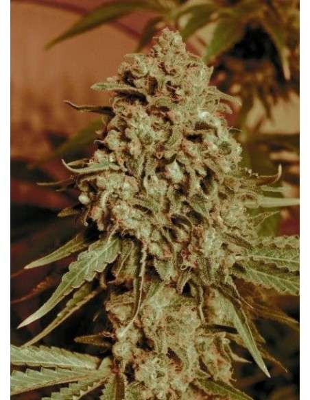 ADVANCED SEEDS - Somango Widow - 1