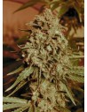 ADVANCED SEEDS - Somango Widow - 1