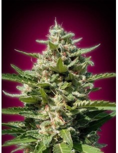 ADVANCED SEEDS - White Kush - 1