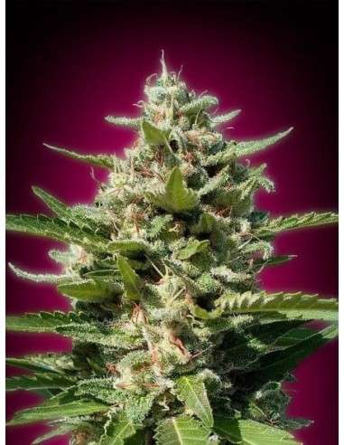 ADVANCED SEEDS - White Kush - 1
