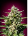 ADVANCED SEEDS - White Kush - 1