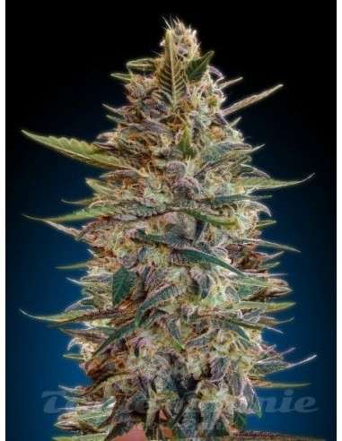 ADVANCED SEEDS - Auto Blue Diesel - 1