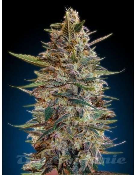 ADVANCED SEEDS - Auto Blue Diesel - 1