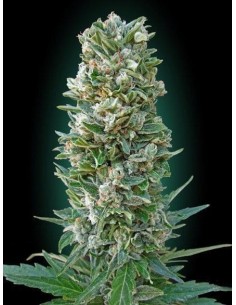 ADVANCED SEEDS - Auto Heavy Bud - 1
