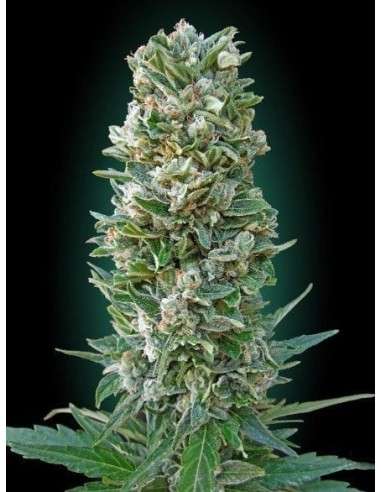 ADVANCED SEEDS - Auto Heavy Bud - 1