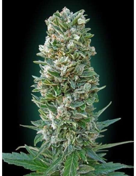 ADVANCED SEEDS - Auto Heavy Bud - 1