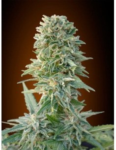 ADVANCED SEEDS - Auto Jack Herer - 1