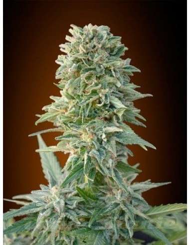 ADVANCED SEEDS - Auto Jack Herer - 1