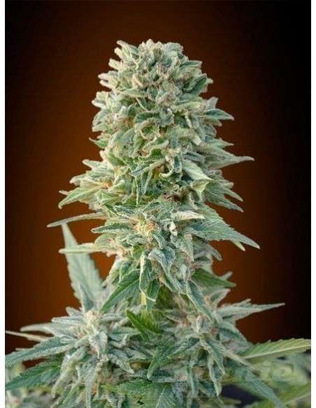 ADVANCED SEEDS - Auto Jack Herer - 1