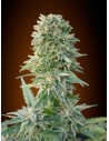 ADVANCED SEEDS - Auto Jack Herer - 1