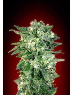 ADVANCED SEEDS - Auto Kaya 47 - 1