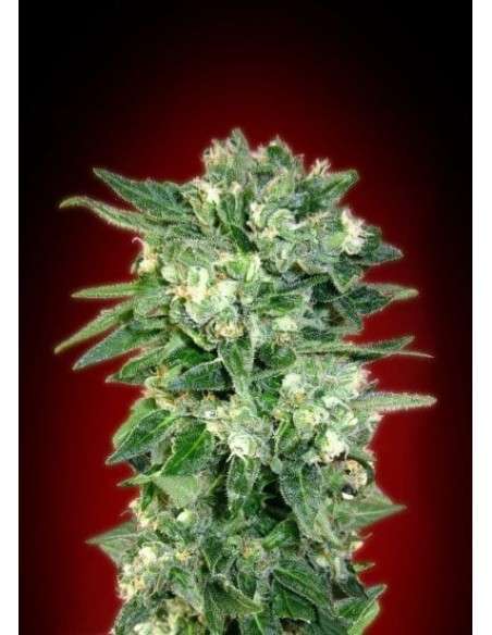 ADVANCED SEEDS - Auto Kaya 47 - 1