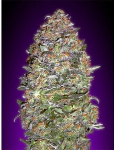 ADVANCED SEEDS - Auto NYC Diesel - 1