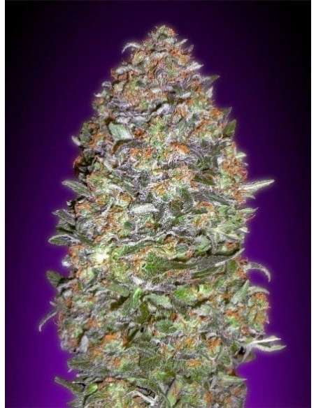 ADVANCED SEEDS - Auto NYC Diesel - 1
