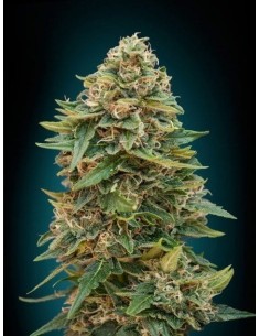 ADVANCED SEEDS - Auto Skunk 47 - 1