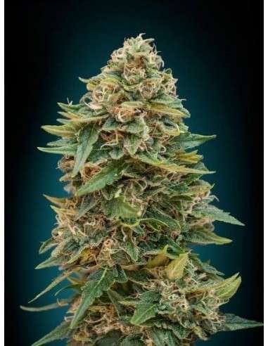 ADVANCED SEEDS - Auto Skunk 47 - 1
