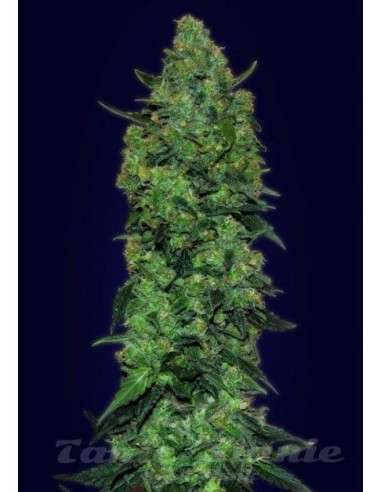 ADVANCED SEEDS - Auto Skunk Mass - 1