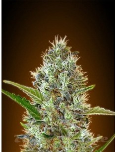 ADVANCED SEEDS - Auto Somango - 1