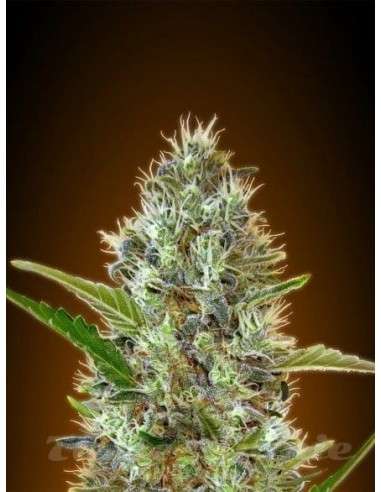 ADVANCED SEEDS - Auto Somango - 1