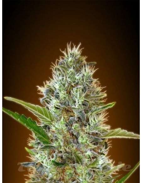 ADVANCED SEEDS - Auto Somango - 1