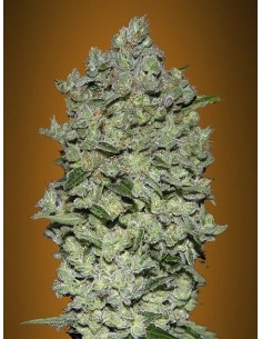 ADVANCED SEEDS - Auto BioDiesel Mass - 1