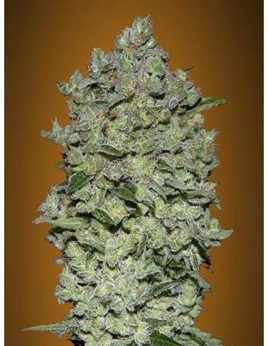 ADVANCED SEEDS - Auto BioDiesel Mass - 1