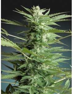 ADVANCED SEEDS - Sweet Dwarf Automatic - 1