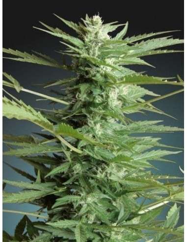 ADVANCED SEEDS - Sweet Dwarf Automatic - 1