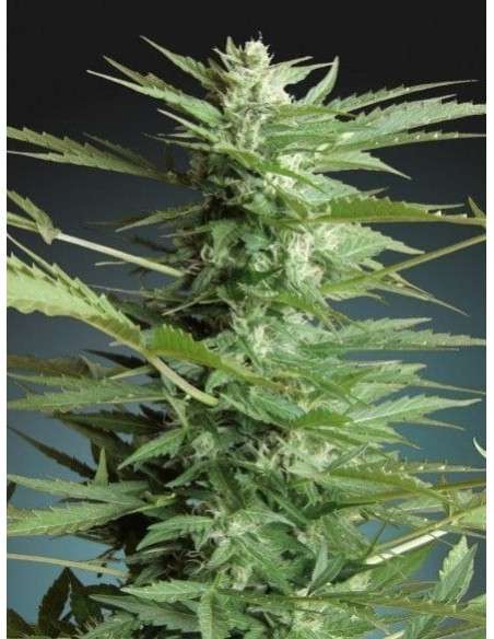 ADVANCED SEEDS - Sweet Dwarf Automatic - 1
