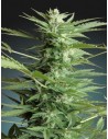 ADVANCED SEEDS - Sweet Dwarf Automatic - 1