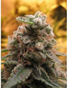 ADVANCED SEEDS - Top 69 Automatic - 1