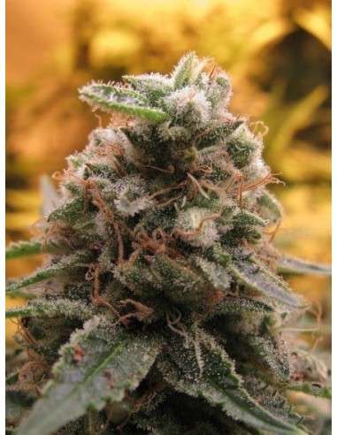 ADVANCED SEEDS - Top 69 Automatic - 1