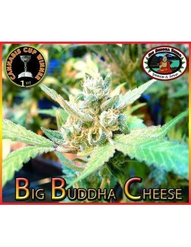 BIG BUDDHA SEEDS - Big Buddha Cheese - 1