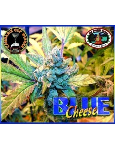 BIG BUDDHA SEEDS - Blue Cheese - 1