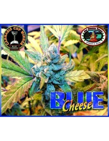 BIG BUDDHA SEEDS - Blue Cheese - 1