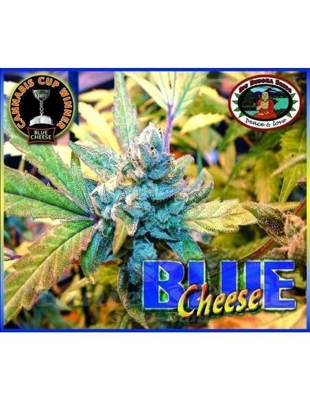 BIG BUDDHA SEEDS - Blue Cheese - 1