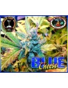 BIG BUDDHA SEEDS - Blue Cheese - 1