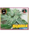 -50% BIG BUDDHA SEEDS - Bubble Cheese 10szt - 1