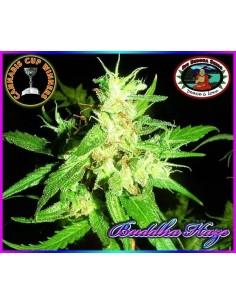BIG BUDDHA SEEDS - Buddha Haze - 1